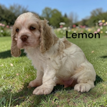 puppy, for, sale, Cocker Spaniel, Joe & Cherri  Overlease, dog, breeder, Miller, MO, dog-breeder, puppy-for-sale, forsale, nearby, find, puppyfind, locator, puppylocator, aca